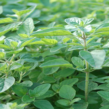 Origan grec bio