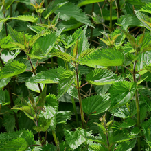 Produit de semences biologiques d’ortie dioïque, <em>Urtica dioica</em>. Le visuel présente environ 200 semences, une germination de référence de 90 %, cinq graines par trou, 30,5 cm entre les plants et 45,7 cm entre les rangs. La plante porte des feuilles dentées et des poils urticants qui exigent des gants pendant toute manipulation.