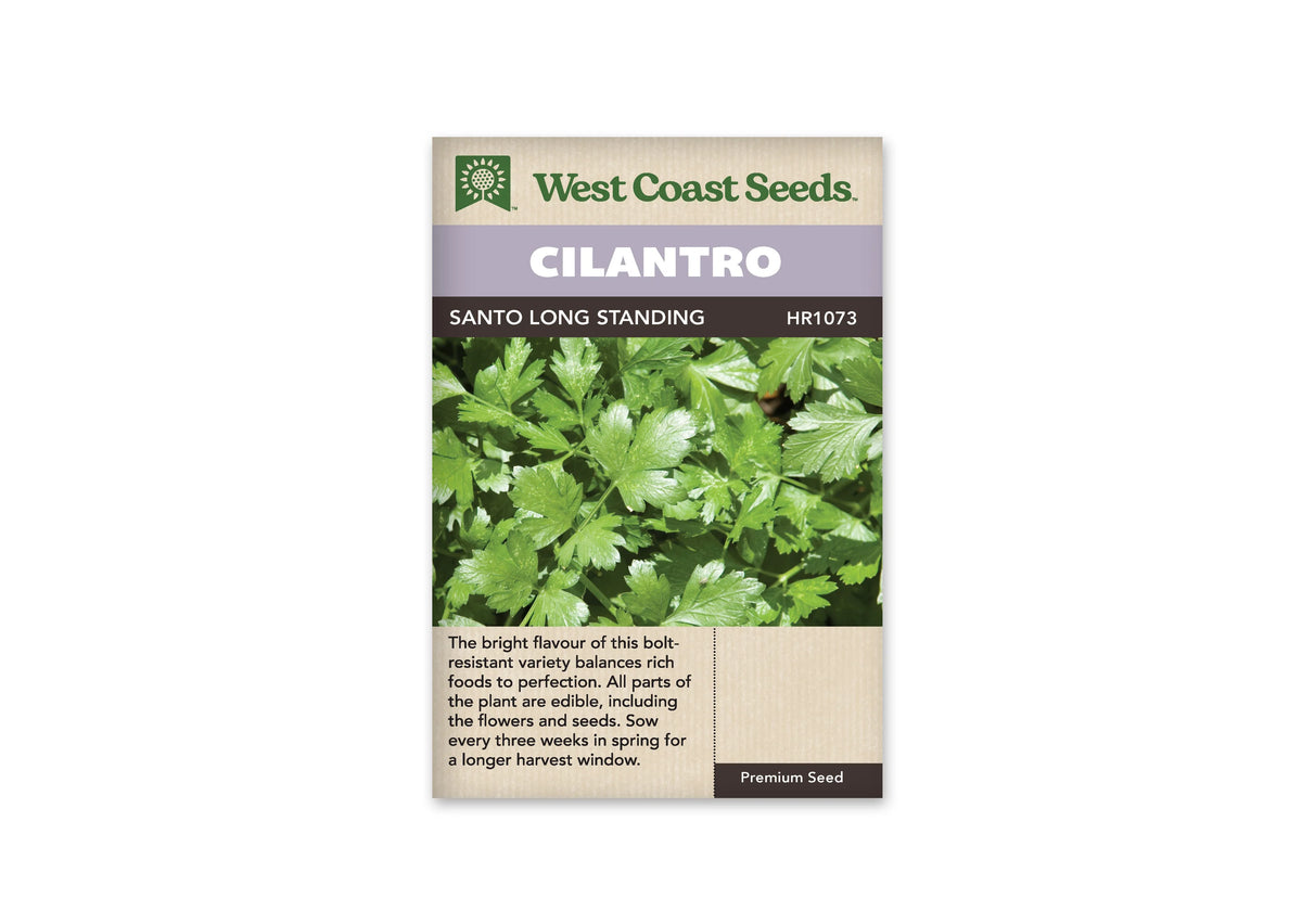 Sachet de coriandre West Coast Seeds sur fond blanc. La photographie centrale montre un feuillage vert découpé, aux feuilles larges et lobées. Le bandeau mauve porte le mot CILANTRO. La ligne foncée indique SANTO LONG STANDING. Un texte en anglais se trouve dans la zone beige du bas, sous l’image des feuilles.