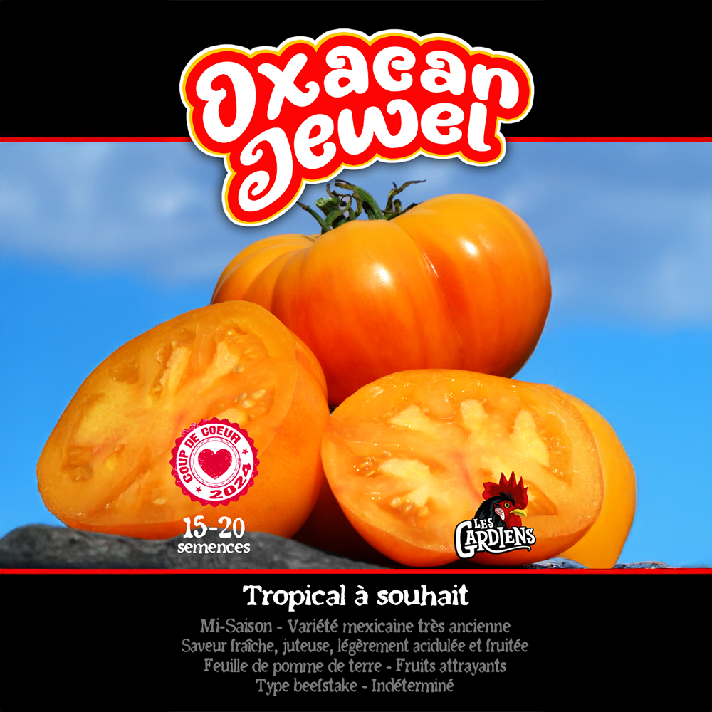 Oaxacan Jewel tomato (<em>Solanum lycopersicum</em> ‘Oaxacan Jewel’)