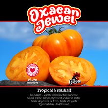 Oaxacan Jewel tomato (<em>Solanum lycopersicum</em> ‘Oaxacan Jewel’)