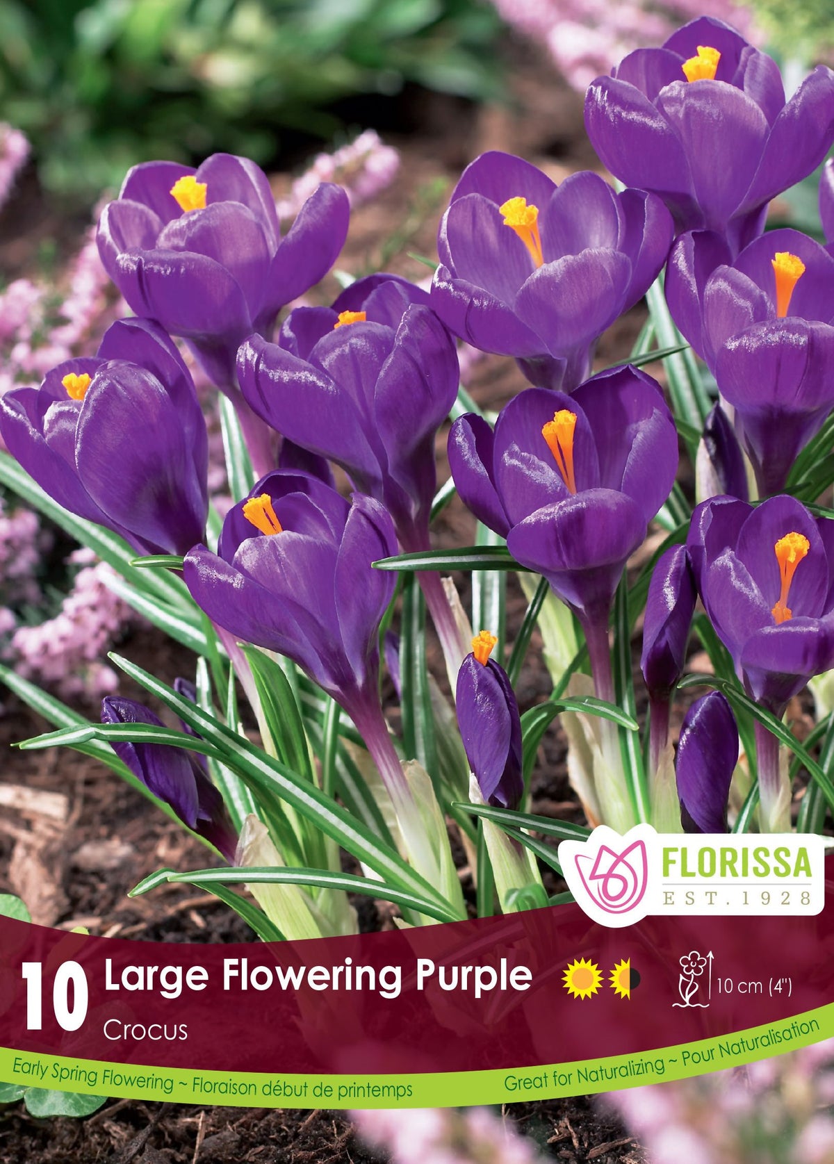 Crocus ‘Purple’ ( Crocus vernus ) : de grands crocus violets à étamines jaunes. Le visuel Florissa présente la plante et son nom dans la partie inférieure de l’étiquette. La photographie occupe presque toute la surface, tandis que le bandeau du bas rassemble les indications du produit. Cette vue permet de reconnaître son apparence et de distinguer la variété présentée.