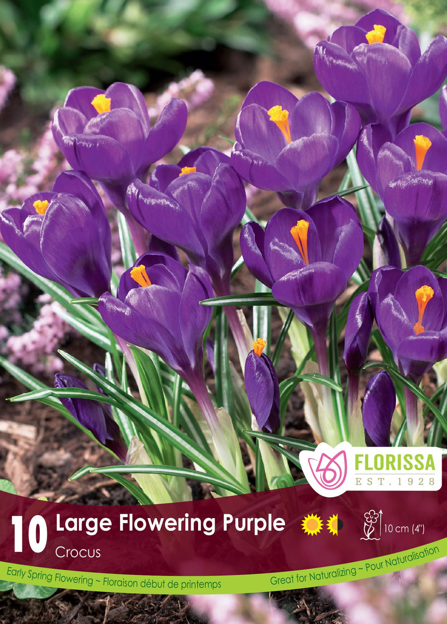 Purple Crocus