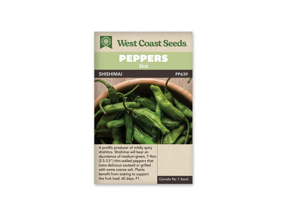 Sachet West Coast Seeds de piment Shishimai, avec bandeau vert clair et nom sur une ligne foncée. La photo montre de nombreux fruits verts, fins et plissés, dans un récipient brun. Leurs pédoncules se croisent au-dessus du groupe. Les fruits sont allongés, avec des formes irrégulières. Un texte descriptif remplit la partie beige inférieure du sachet.