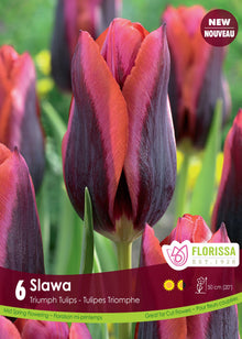 Tulipe Slawa