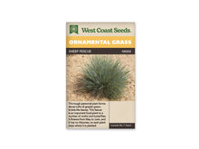 Sachet West Coast Seeds Sheep Fescue montrant une petite touffe arrondie sur un sol beige. Les feuilles très fines sont vert grisâtre et partent d’un centre dense. Certaines se dressent tandis que d’autres s’arquent près du sol. La plante est isolée dans la photo, ce qui rend sa forme compacte et sa texture visibles.