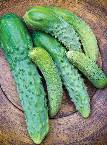 Semences Concombre 'Pickling Paris' (Cucumis sativus)