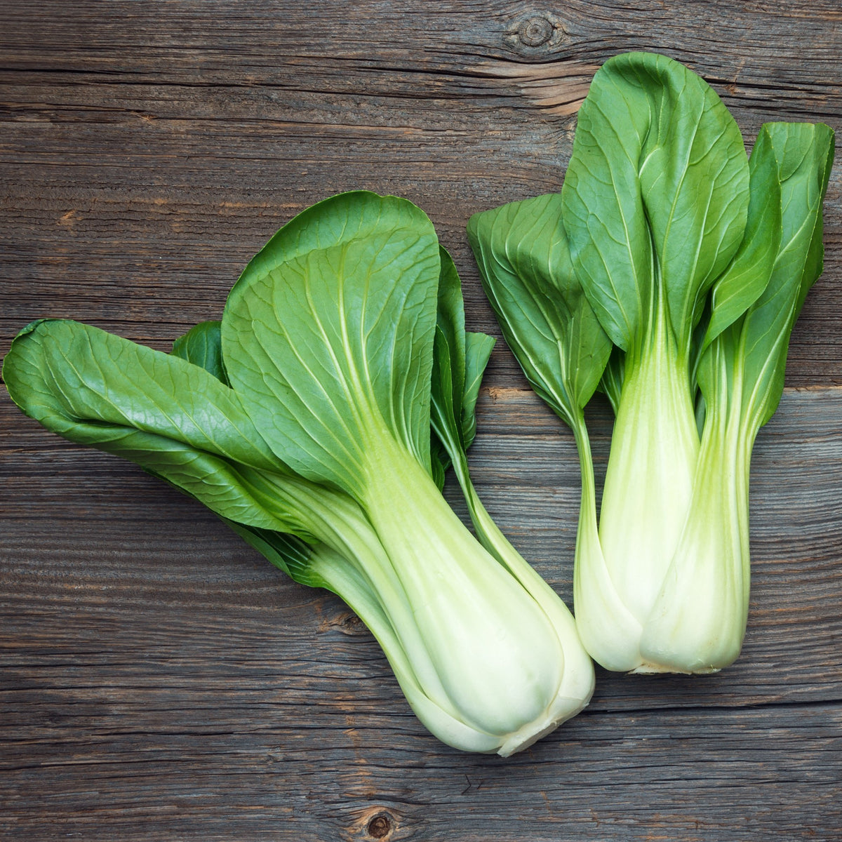 Chou chinois 'White Stemmed Pak Choi' bio