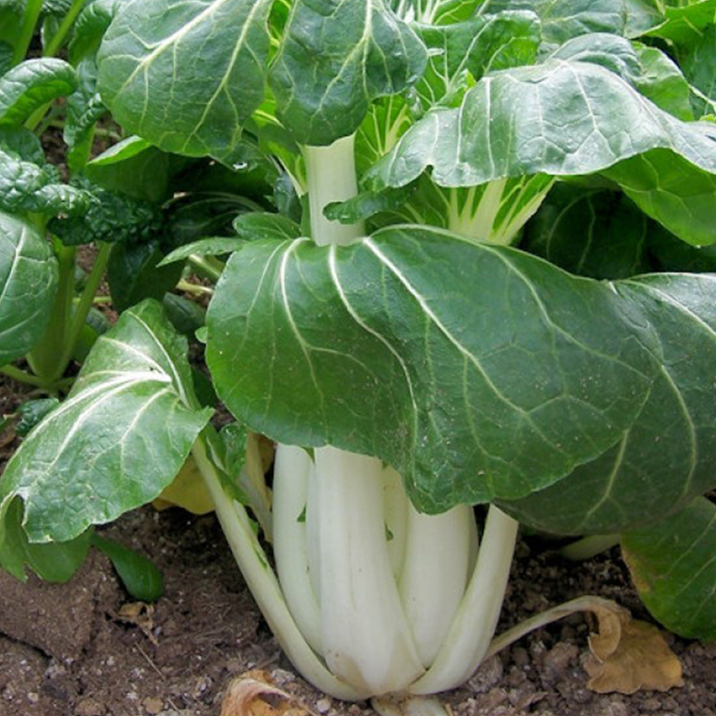 Organic ‘Shanghai Pak Choi’ Chinese cabbage (<em>Brassica rapa</em> subsp. <em>chinensis</em>)