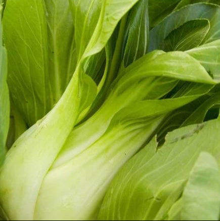 Chou chinois 'Ching Chiang Shanghai Pak Choi' bio