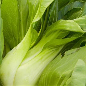 Organic Chinese Cabbage 'Ching Chiang Shanghai Pak Choi'