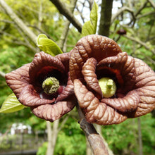 Asimina triloba (Pawpaw)