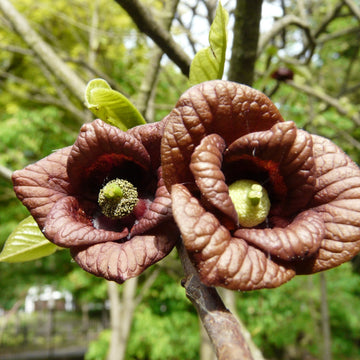 Asimina triloba (Pawpaw)