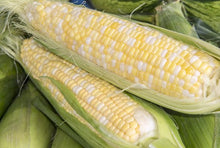 Semences Maïs sucré 'Peaches and Cream' (Zea mays)