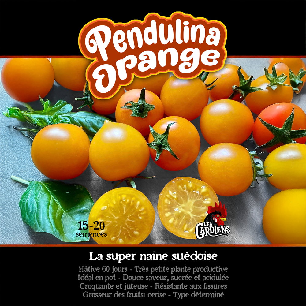 Pendulina Orange tomato (<em>Solanum lycopersicum</em> ‘Pendulina Orange’)
