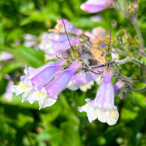 Penstémon hirsute en fleurs, vivace indigène aux fleurs mauves.