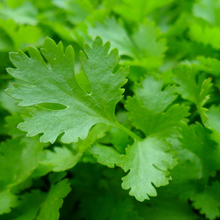 Persil italien bio à feuilles plates larges et lustrées vert foncé, plant frais aromatique au potager, variété heirloom pour cuisine et fines herbes au Québec