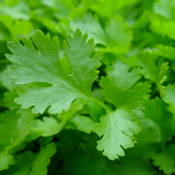 Persil italien bio à feuilles plates larges et lustrées vert foncé, plant frais aromatique au potager, variété heirloom pour cuisine et fines herbes au Québec