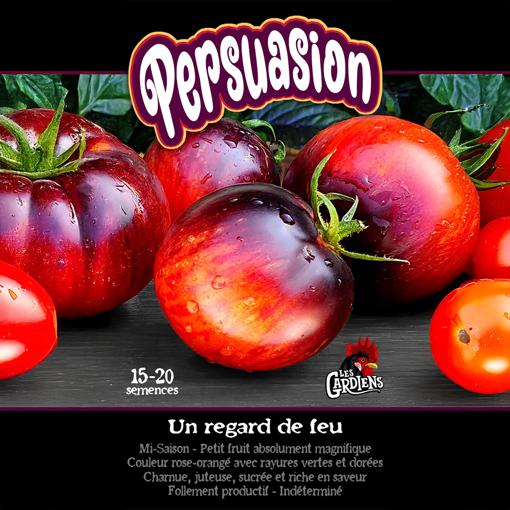 Tomate Persuasion (<em>Solanum lycopersicum</em> ‘Persuasion’)