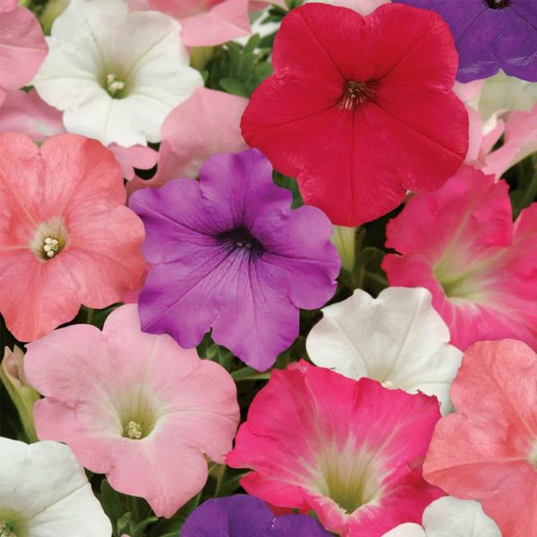 Semences Mélange de pétunias (Petunia × atkinsiana)