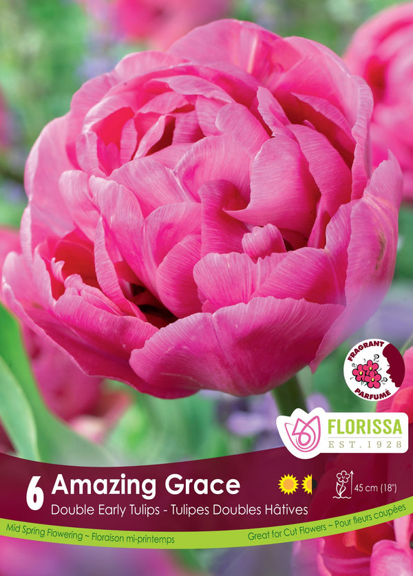 Tulipe Amazing Grace