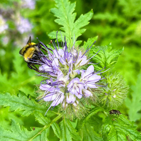 Lacy phacelia (Phacelia tanacetifolia)