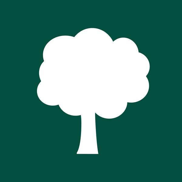 Cercidiphyllum japonicum