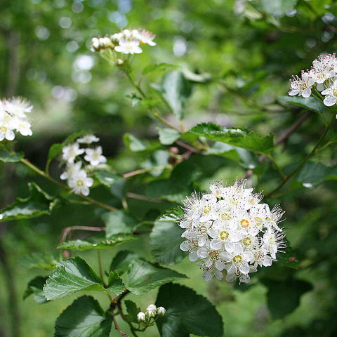 Physocarpe à feuilles d’obier, arbuste indigène au feuillage dense.