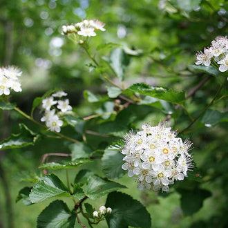 Common ninebark, Physocarpus opulifolius, has dense green foliage, pinkish-white flower clusters and decorative peeling bark. This robust native shrub has a naturally rounded outline and substantial leafy growth. In June and July, abundant flowering attracts bees, hoverflies, butterflies and other beneficial insects. Its flowers, bark and foliage create a textured appearance characteristic of a native flowering shrub.