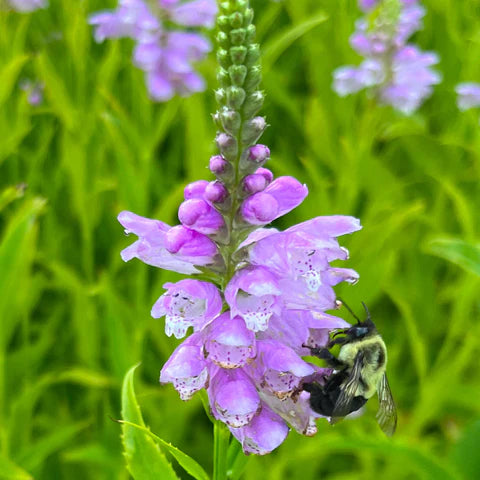 Physostégie de Virginie en fleurs, vivace aux épis floraux roses.