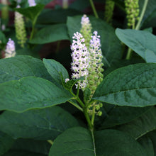 American pokeweed