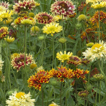 Gaillardia 'Mixte Picta Doubles'