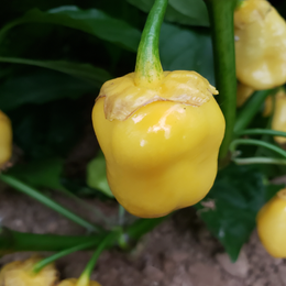 Organic yellow '7 Pot Bubblegum' hot pepper