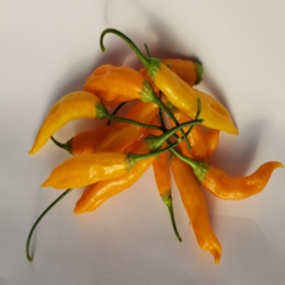 Piment fort 'Aji Habanero' bio