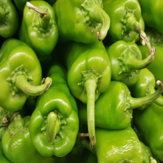 selection of approximately 25 organic 'Anaheim' pepper seeds showing a vigorous plant carrying long, smooth, fleshy fruit that ripens from green to red. The image helps identify this heirloom, open-pollinated Capsicum annuum for roasting, stuffing, sauces, and drying in warm Canadian gardens, greenhouses, and large containers. Fruit colour and form are shown at harvest maturity for easier garden identification.