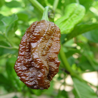 format d’environ 10 semences biologiques de piment ‘Bhut Jolokia’ brun montrant un plant vigoureux portant des fruits plissés mûrissant jusqu’au brun chocolat. L’image aide à reconnaître ce Capsicum chinense extrêmement piquant et reproductible, destiné aux jardiniers expérimentés, aux emplacements très chauds et à une manipulation entièrement protégée. La couleur brun chocolat indique ici la pleine maturité.