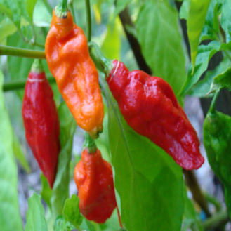 selection of approximately 10 organic red 'Bhut Jolokia' pepper seeds showing a vigorous plant bearing wrinkled fruit that changes from green to orange and finally red. The image helps identify this extremely hot Capsicum chinense for experienced gardeners, very warm growing spaces, and protected handling throughout harvest and preparation. Red colour indicates full maturity in the pictured harvest.