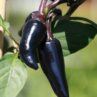 selection of approximately 10 organic 'Black Hungarian' pepper seeds showing an ornamental plant with violet flowers, purple-veined foliage, and smooth jalapeño-shaped fruit that ripens from purple-black to red. The image helps identify this open-pollinated Capsicum annuum for warm gardens, greenhouses, and well-drained containers in Canada. Fruit colour illustrates two useful harvest stages for gardeners.