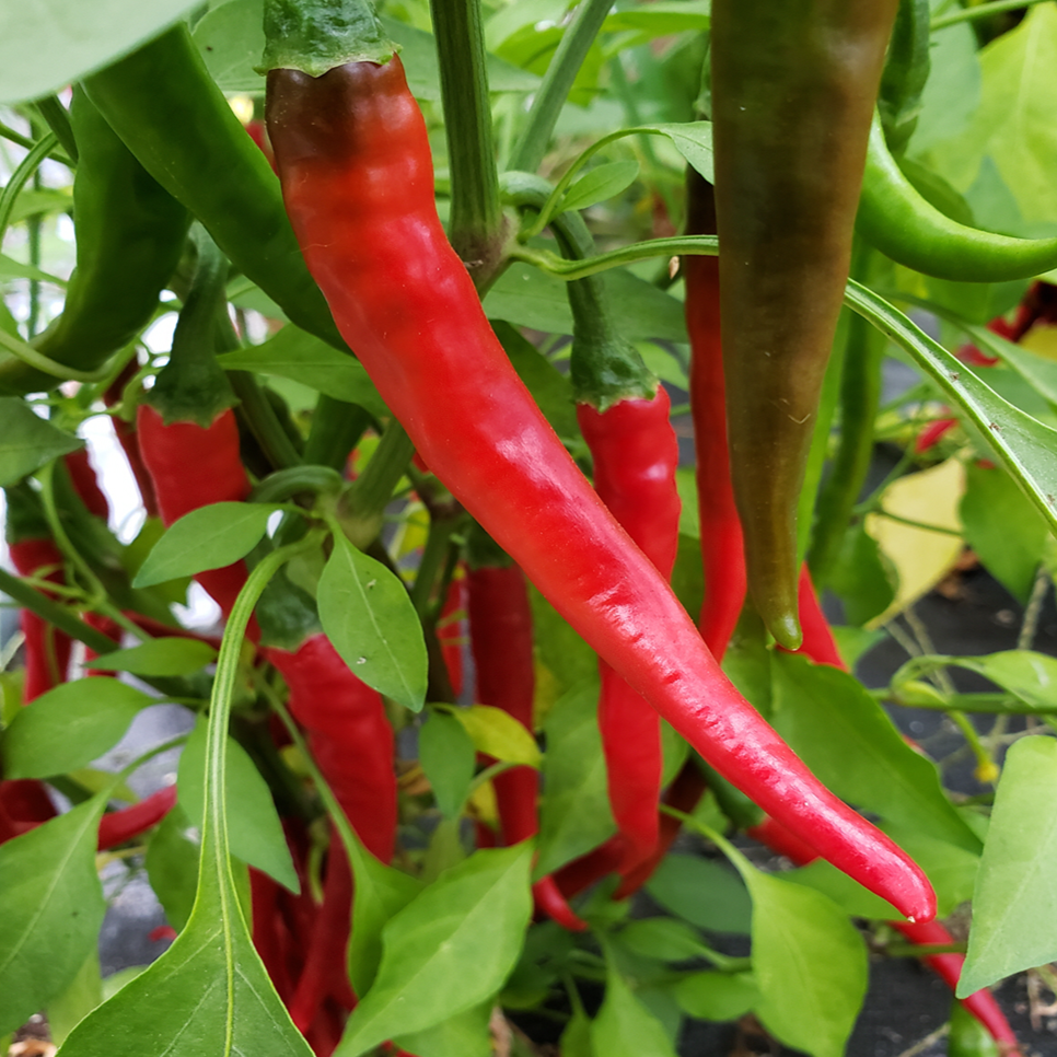 Piment fort 'Cayenne' bio