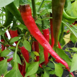 Piment fort 'Cayenne' bio