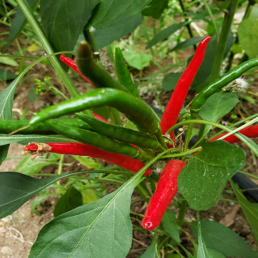 Organic ‘De Arbol’ hot pepper (<em>Capsicum annuum</em> ‘Chile de Árbol’)