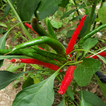 Organic ‘De Arbol’ hot pepper (<em>Capsicum annuum</em> ‘Chile de Árbol’)
