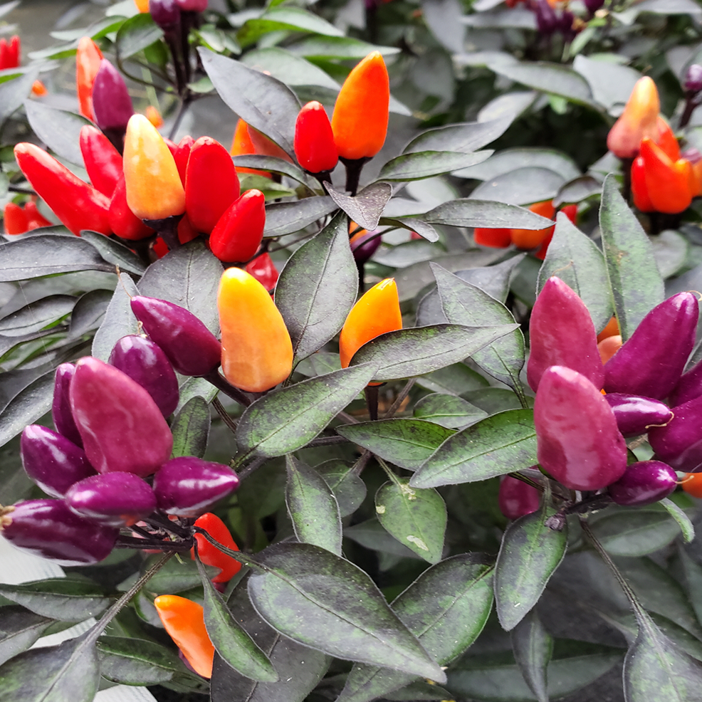 selection of approximately 10 organic 'Explosive Ember' pepper seeds showing a dwarf purple-foliaged plant carrying small purple, yellow, and red fruit simultaneously. The image helps identify this ornamental, edible Capsicum annuum for borders, planters, containers, and small sunny Canadian gardens. Several fruit colours may appear simultaneously while the compact plant ripens.