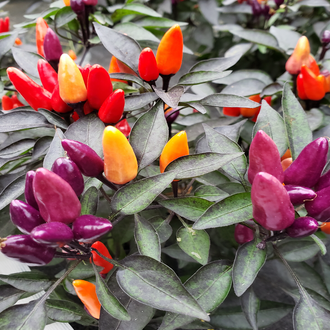 selection of approximately 10 organic 'Explosive Ember' pepper seeds showing a dwarf purple-foliaged plant carrying small purple, yellow, and red fruit simultaneously. The image helps identify this ornamental, edible Capsicum annuum for borders, planters, containers, and small sunny Canadian gardens. Several fruit colours may appear simultaneously while the compact plant ripens.