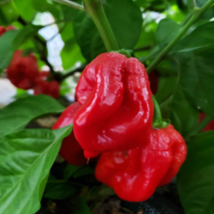 selection of approximately 10 organic red 'Habanero' pepper seeds showing a vigorous plant bearing wrinkled fruit that ripens from green to red. The image helps identify this heirloom, open-pollinated, aromatic, very hot Capsicum chinense for warm Canadian gardens, greenhouses, and large containers. Red fruit colour indicates full maturity in the pictured harvest.
