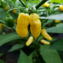 Piment fort ‘Habanero Mini’ jaune bio (<em>Capsicum chinense</em> ‘Habanero Mini Yellow’)