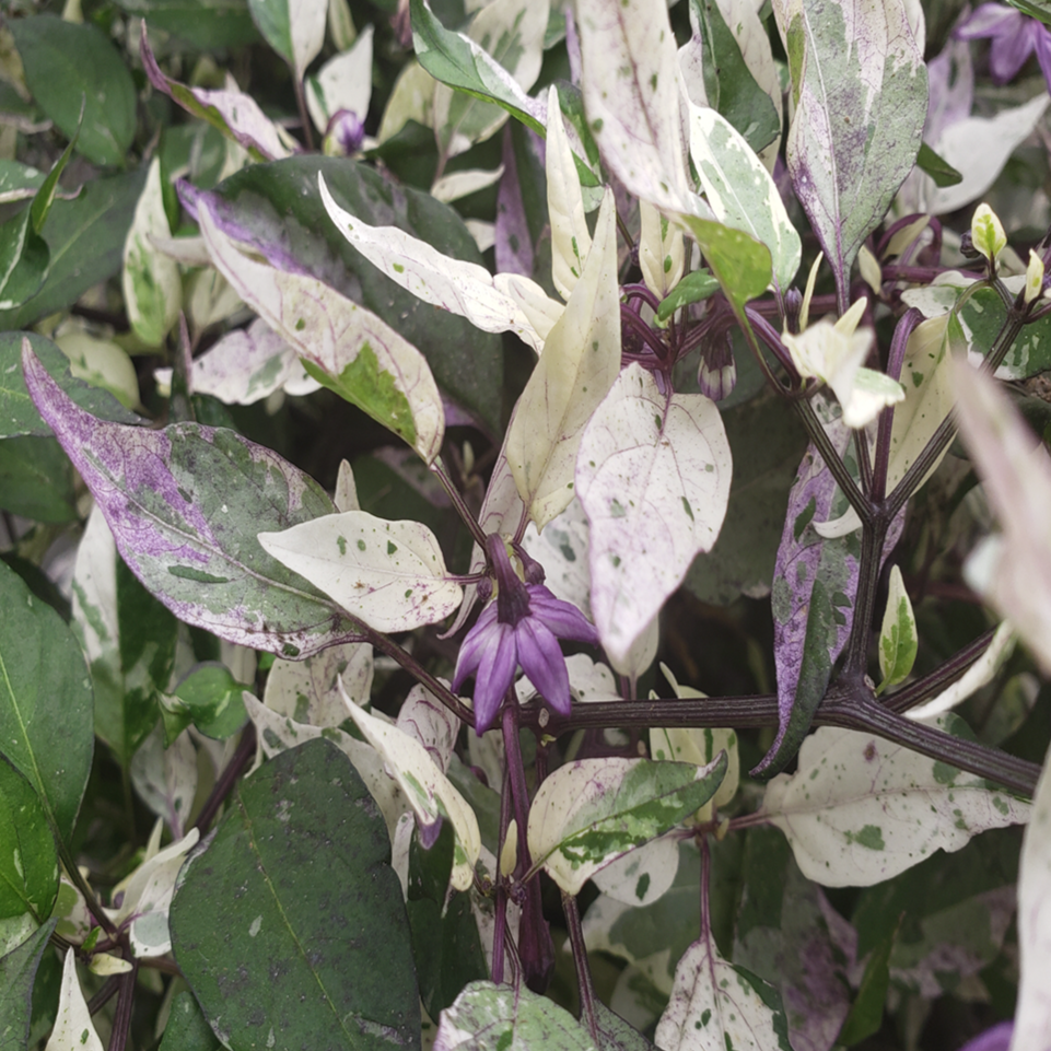 selection of approximately 10 organic 'Jigsaw' pepper seeds showing a compact plant with variegated purple, green, and cream foliage accompanied by small purple and red fruit. The image helps identify this ornamental, edible Capsicum annuum for borders, planters, containers, and small sunny Canadian gardens. Variegation intensity changes with light and growth stage.