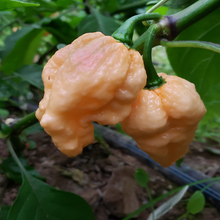 Organic ‘Pockmark Peach’ hot pepper (<em>Capsicum chinense</em> ‘Pockmark Peach’)