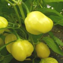 Piment fort ‘Sugar Rush Cream’ bio (<em>Capsicum baccatum</em> ‘Sugar Rush Cream’)