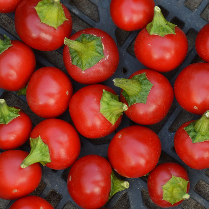Piment fort Szentesi Cherry. Petits piments rouges arrondis avec leurs pédoncules verts. Le cadrage permet de voir les formes, les couleurs et les détails du sujet représenté. Les contours se détachent du fond de l’image, avec des différences de teinte et de texture visibles sur les surfaces. Cette vue accompagne la présentation du produit dans la boutique.